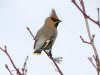 Waxwing at Pitsea (Steve Arlow) (46361 bytes)